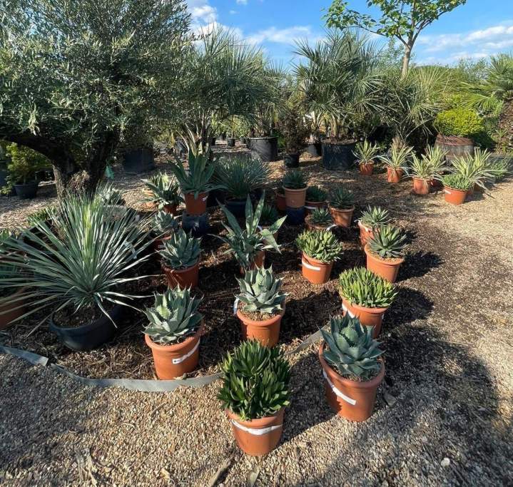 Création de jardins sur mesure, de la conception aux plantations