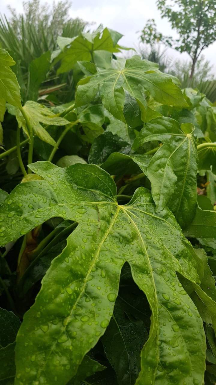 Plantation Le Controis-en-Sologne