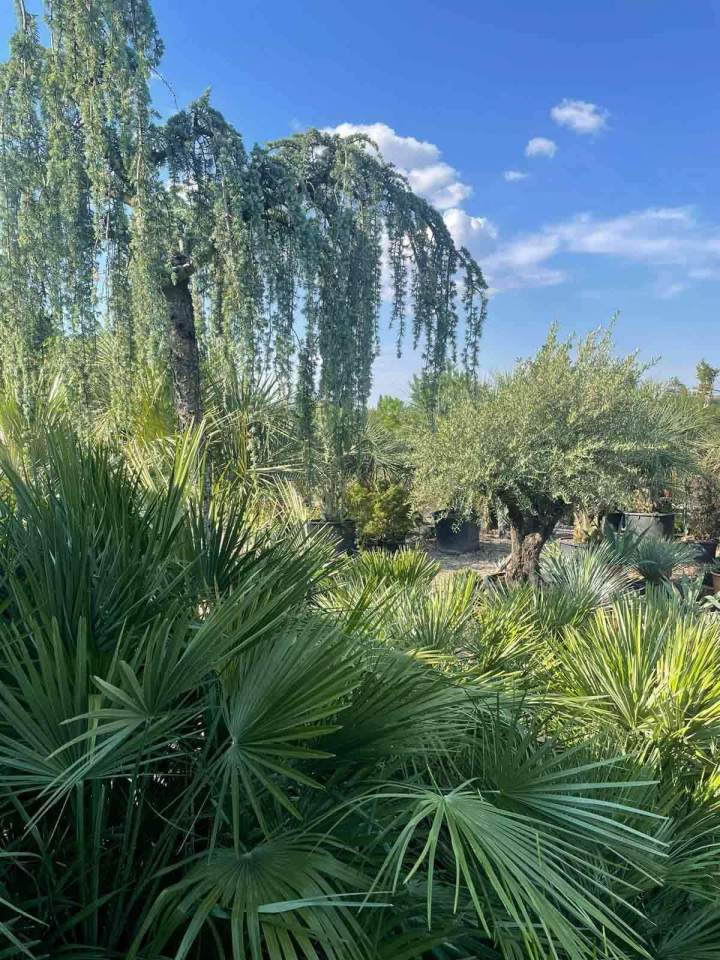 Aménagement paysager Le Controis-en-Sologne