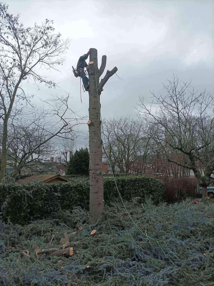 Abattage d'arbres Le Controis-en-Sologne